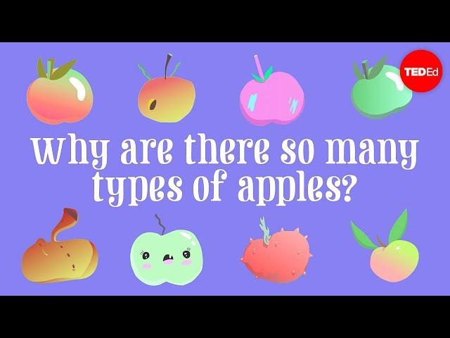 Why are there so many types of apples? - Theresa Doud