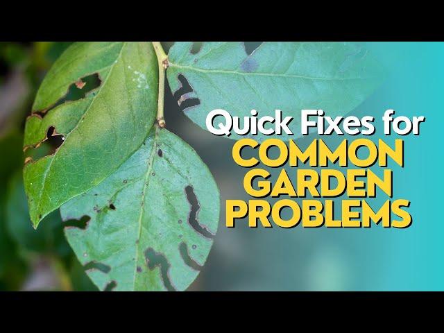 Quick Fixes for Common Garden Problems