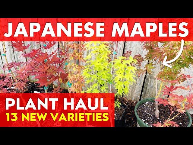 13 Beautiful NEW Japanese Maple Tree Varieties | Plant Haul Tour