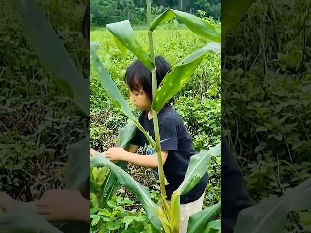 A Little Girl’s Strength in the Fields #villagelife #orphangirl #struggle #familylove #orphanboy
