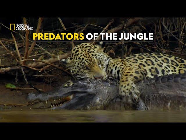 Jaguars Hunt to Survive |  Hostile Planet | हिंदी | S1 - E1 | Nat Geo Wild