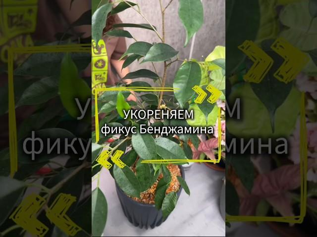 Укореняем фикус #фикусбенджамина #фикусы #укоренениечеренков #полезныесоветы #лайфхак #растения