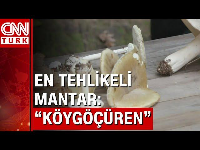 Doğadan mantar toplarken dikkat! Zehirli mantarlar nasıl anlaşılır?