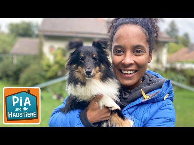 Sheltie | Information für Kinder | Pia und die Haustiere