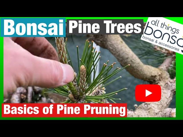 Basic Pine Bonsai Pruning