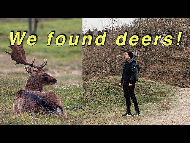 What is the nature in The Netherlands like?  Amsterdamse Waterleidingduinen (travel vlog)