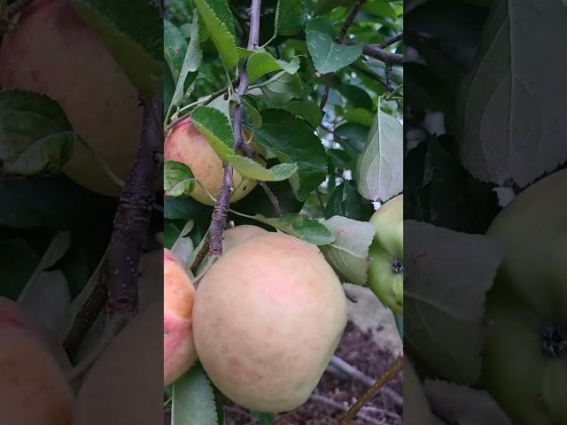 Harvest time - gala apples