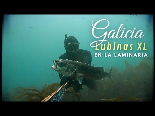 HOW TO FISH BIG SEA BASS IN THE SEAWEEDSPEARFISHING GALICIA