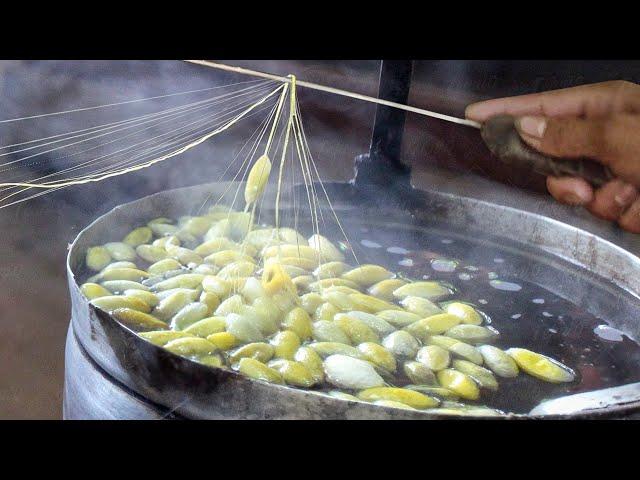 How Farmers Produce Tons of Silk from Silkworms Every Year