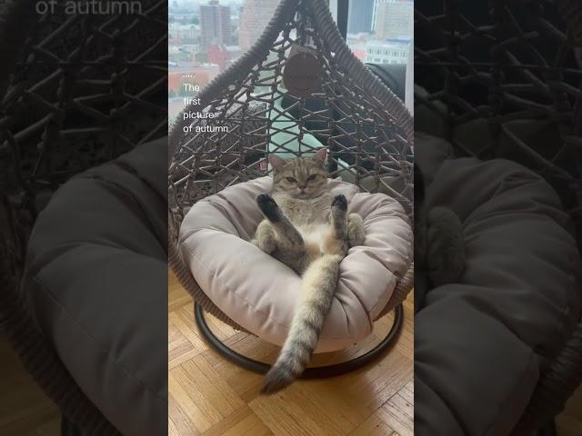 When my relax time | cute cat | funny cats video | #shorts