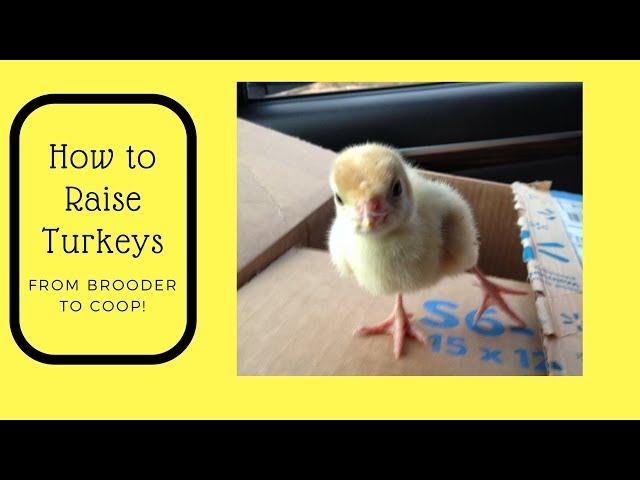 How to Raise Turkeys - From Brooder to Coop!