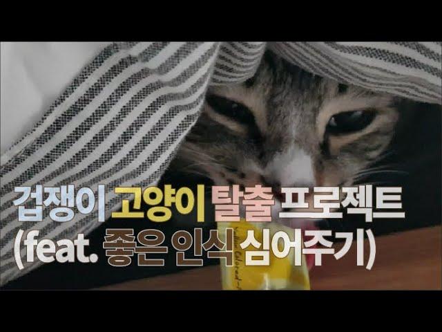 [4묘4색] 겁쟁이 고양이 탈출 프로젝트! (feat. 좋은 인식 심어주기)