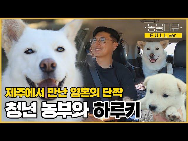 [풀버전] 제주에 홀로 살던 청년 농부에게 찾아온 영혼의 단짝! 인호 씨와 하루키 | 동물극장 단짝 EP37 | KBS 221029 방송