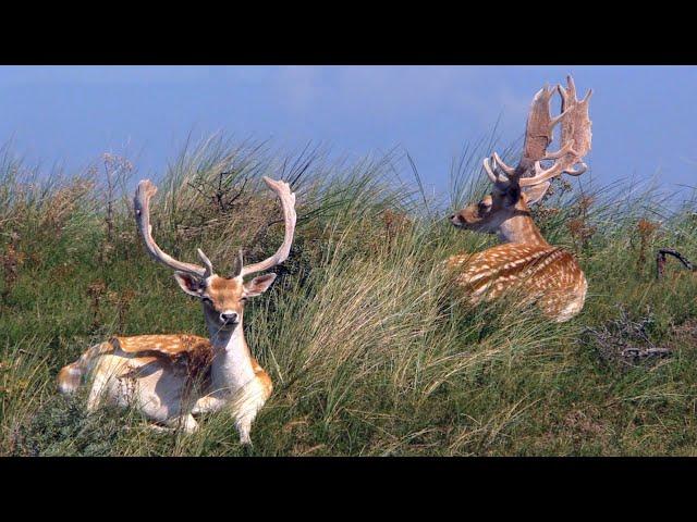 Amsterdamse Waterleidingduinen