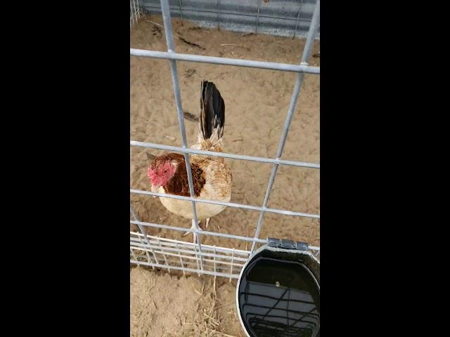 Peruvian roosters jerry lawrence Jbl