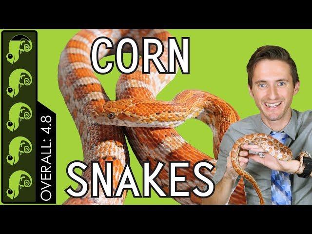 Corn Snake, The Best Pet Reptile?