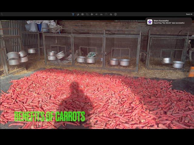 Benefits of carrots for cows | Heifers | Increase milk | Chahal Dairy Farm..