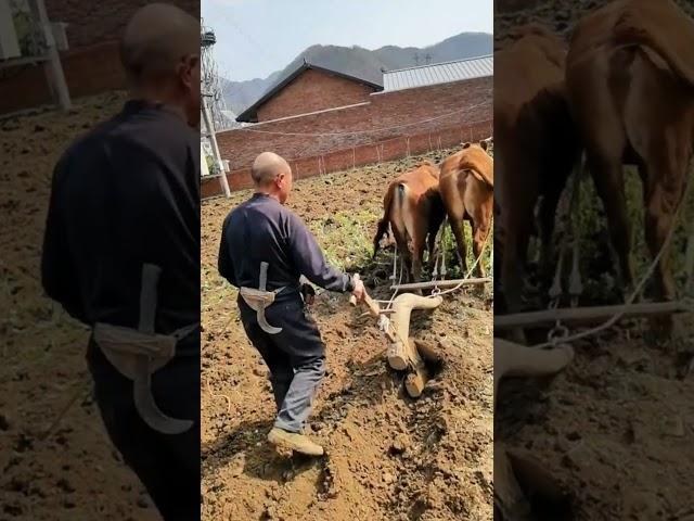 Old man plowing the field