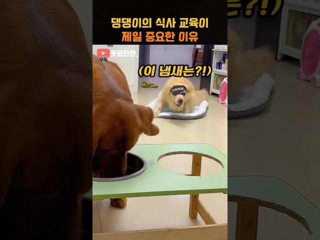 댕댕이의 식사 교육이 제일 중요한 이유