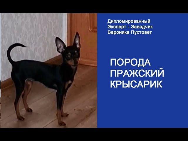 Пражский крысарик #Shorts