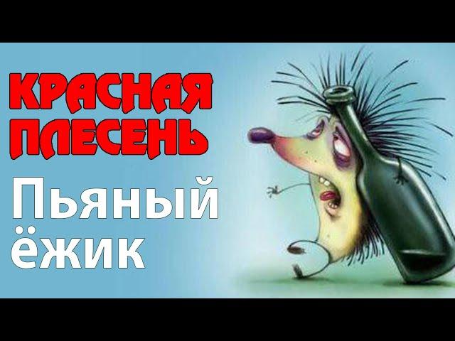 Красная Плесень - Пьяный ежик | Лучшие песни