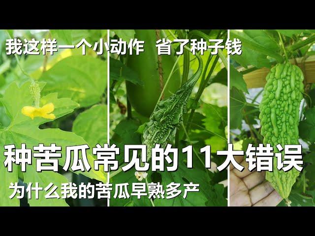 种苦瓜常见的11个大错误, 不花一分钱还早熟高产 How to grow lots of bittermelons