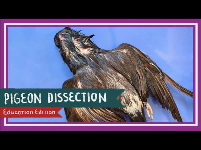 Pigeon Dissection || Birds of a Feather [EDU]