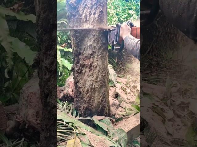 Lumberjack Skill Technique #chainsawman #woodworking #treecutting