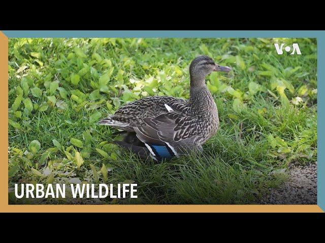 Urban Wildlife | VOA Connect