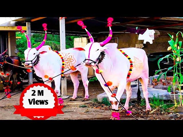 | Bail Pola Best Video 2024 |  | बैल पोळा सजावट 2024 |  | बेंदूर सण महाराष्ट्र 2024 |