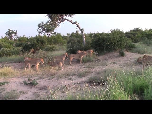 Lionesses protecting cubs