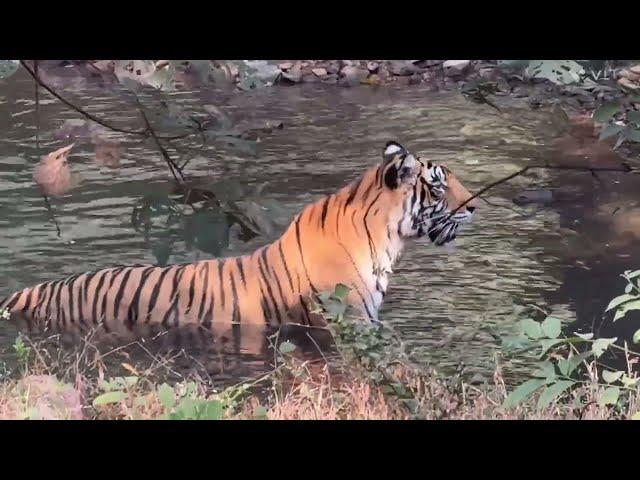 Tigress Chilling in Ranthambhore National Park