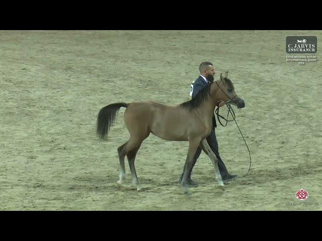 N 78 WATHNAN ALQUDS   ERAB Arabian Horse International Show 2024   Colt Foals Class 2B