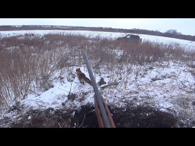 Охота на лису с норной собакой. Самая жесткая лиса этого сезона. Fox hunting with a burrowing dog.