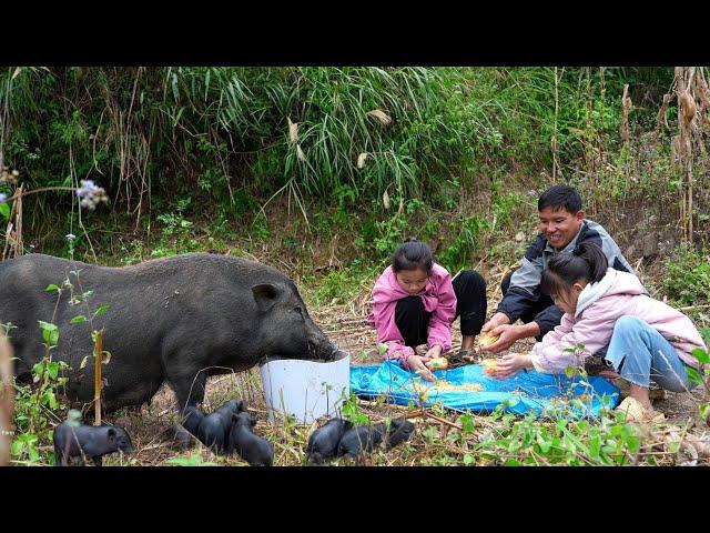 Find Newly Born Pigs, Harvest Tangerines to Sell at Market | Family Farm