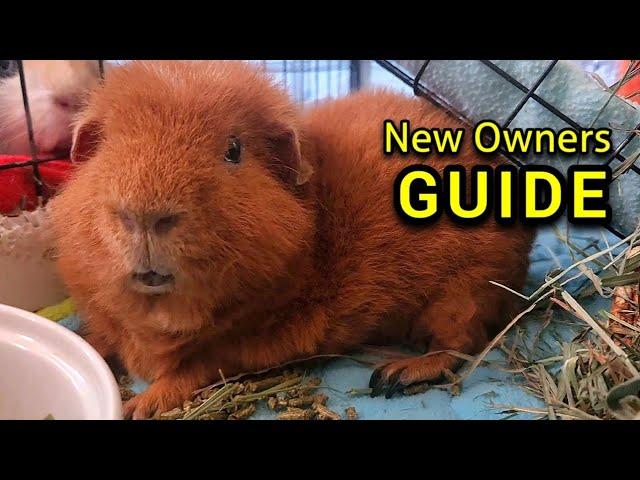 Guinea Pig Care Guide - MUST WATCH