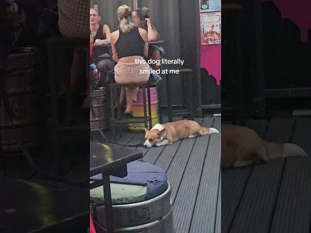 Smile dog returns  #shorts