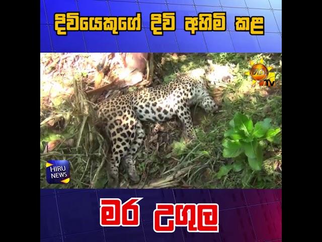 දිවියෙකුට දිවි අහිමි කළ මර උගුල - Hiru News