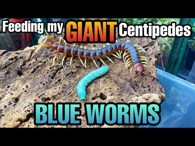 FEEDING GIANT CENTIPEDES GUMMY WORMS (Feeding Hornworms)