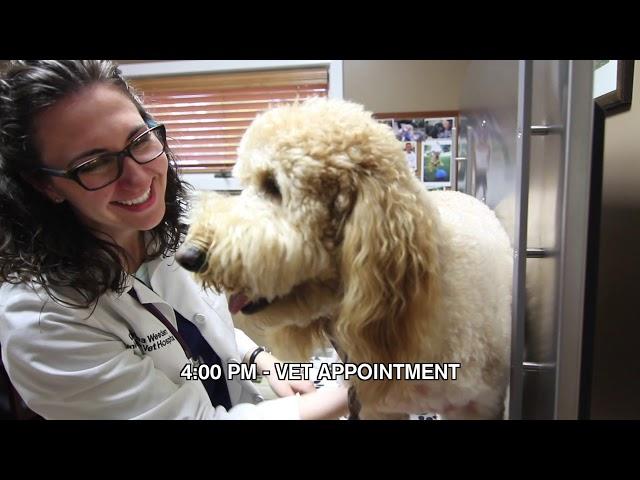 A Day in the Life of Riley--as he visits Union Lake Pet Services