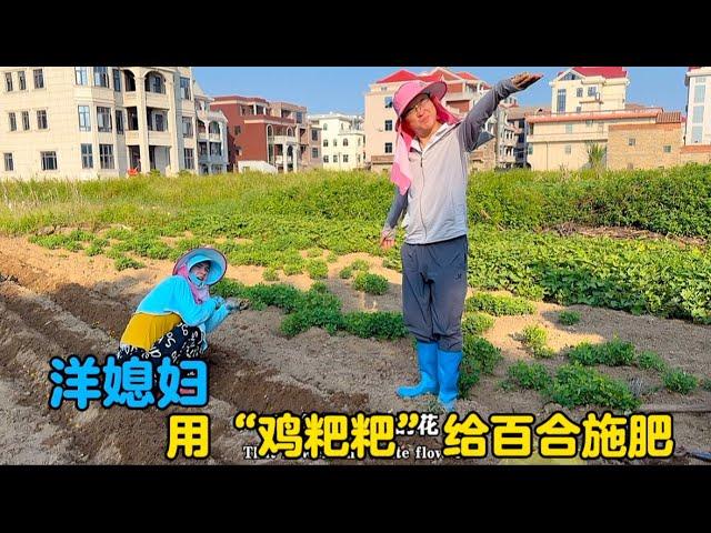 乌克兰媳妇用“鸡粑粑”施肥百合花，阿美英：真的太麻烦了！