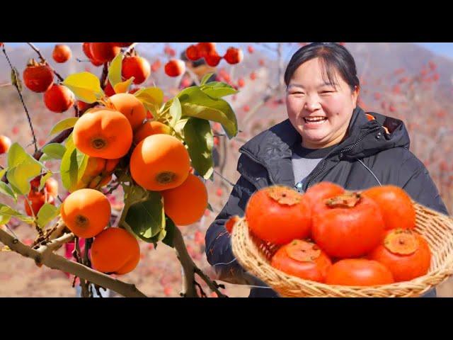 [Xia Jie in northern Shaanxi] Xia Jie went up the mountain to pick up persimmons  and each soft glu