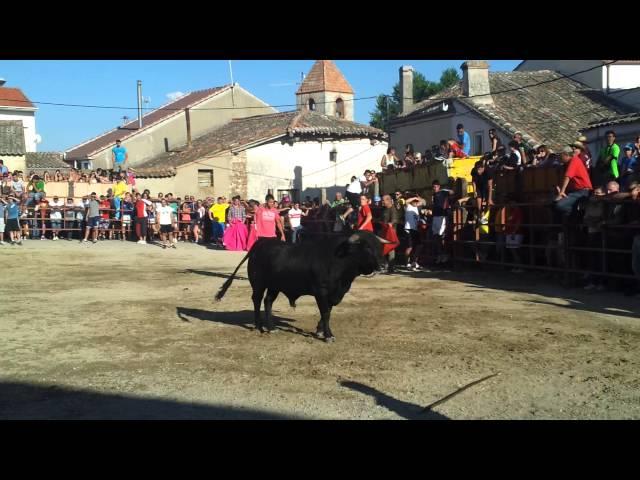 Bercial (Segovia). 26 de Julio de 2013. Suelta de novillos. Fiestas de Santa Ana