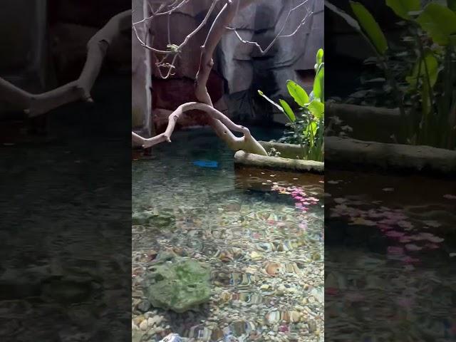 African Pygmy Gooses at the Detroit Zoo. May 2023