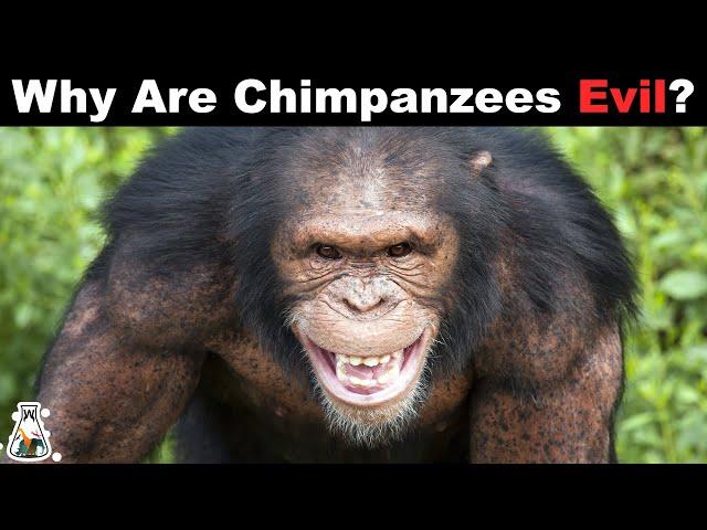 The Terrifying Truth About Chimpanzees