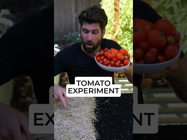  I tested growing tomatoes WITH and WITHOUT straw, and here are the results! #howtogrowtomatoes