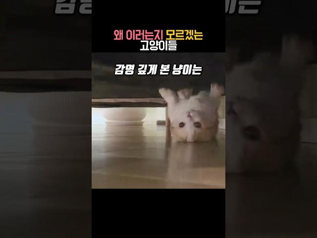 왜 이러는지 모르겠는 고양이들 #동물 #고양이