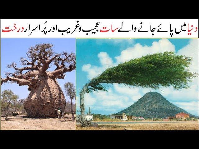 7 Most Amazing and Beautiful Trees in the World | Asif Ali TV |