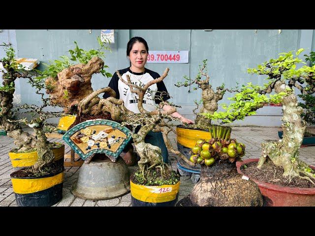 Bonsai THUY AN 14/6 sells many types of ornamental plants at the best price on the market