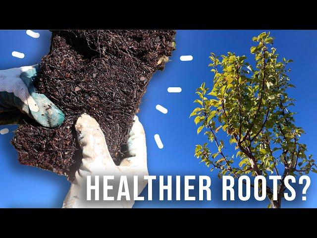 5 Reasons To Consider “EZ Start” POTTED Fruit Trees For A Home Orchard | Selection, Planting, & Care